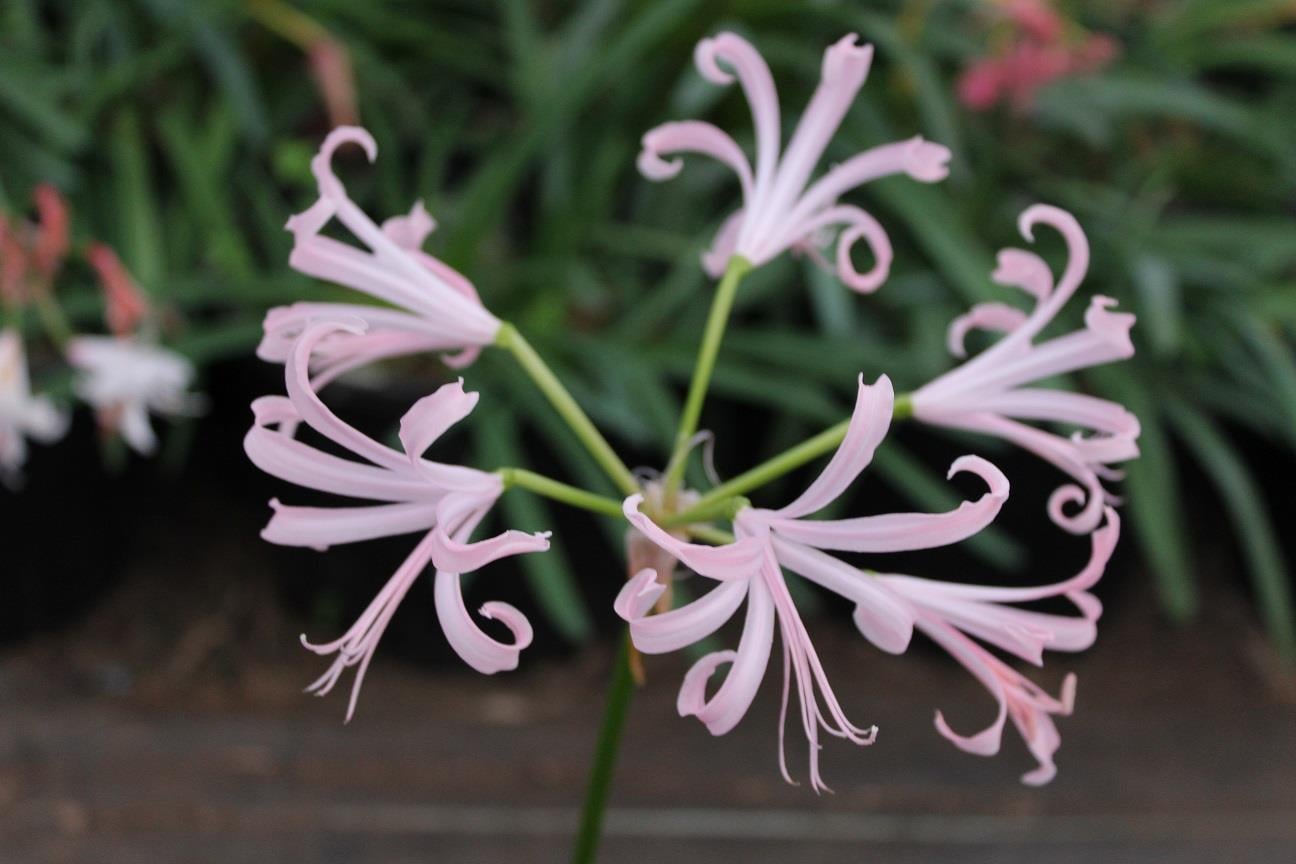 Nerine bowdenii Narin Çiçeği fidesi - Nikita