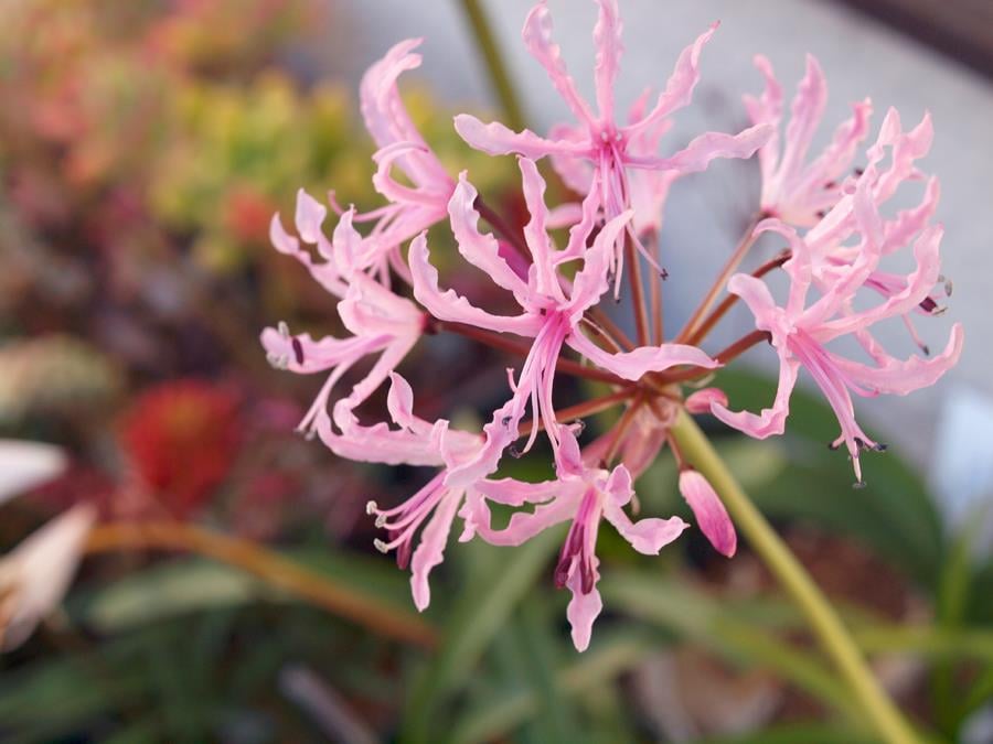 Nerine bowdenii Narin Çiçeği fidesi - Undulata