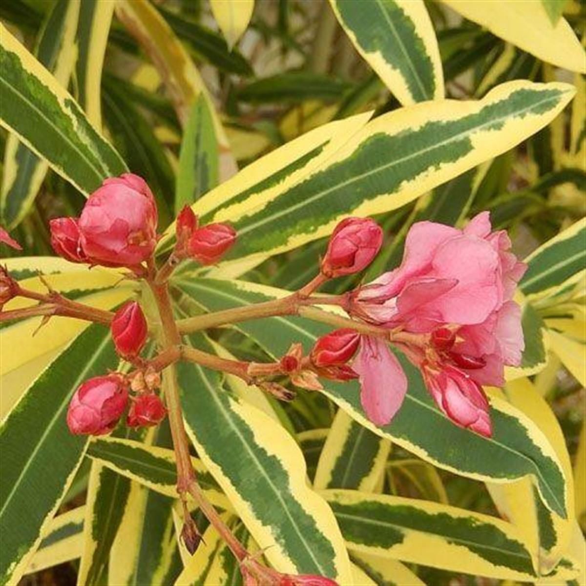 Nerium oleander variegata Alaca Yapraklı Zakkum fidanı