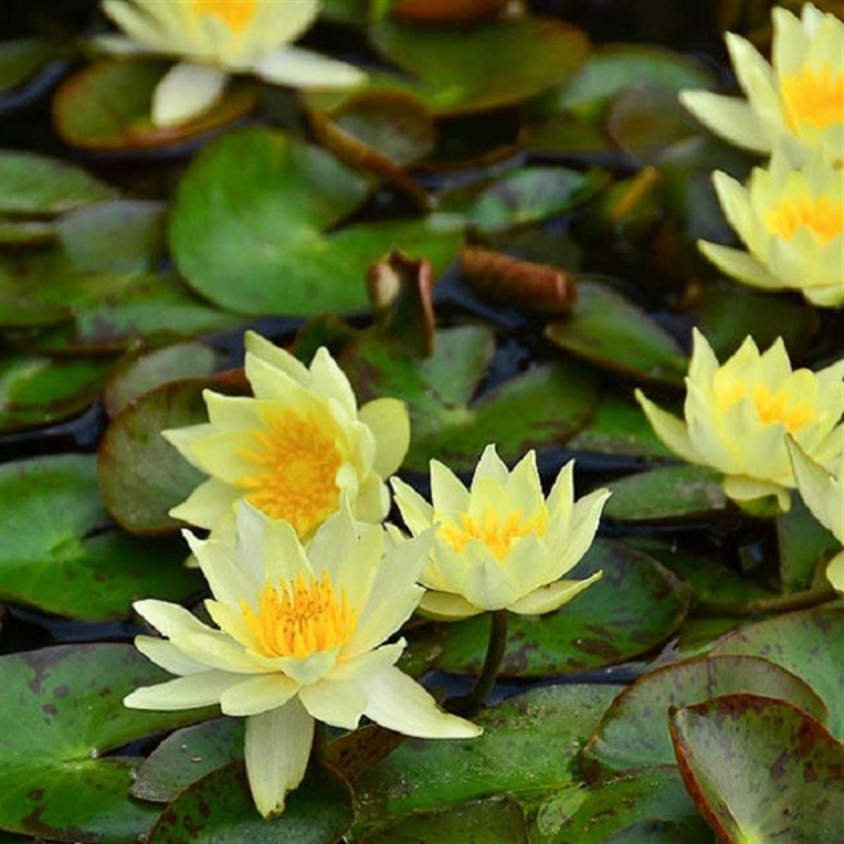 Nymphaea Krem Nilüfer Bitkisi