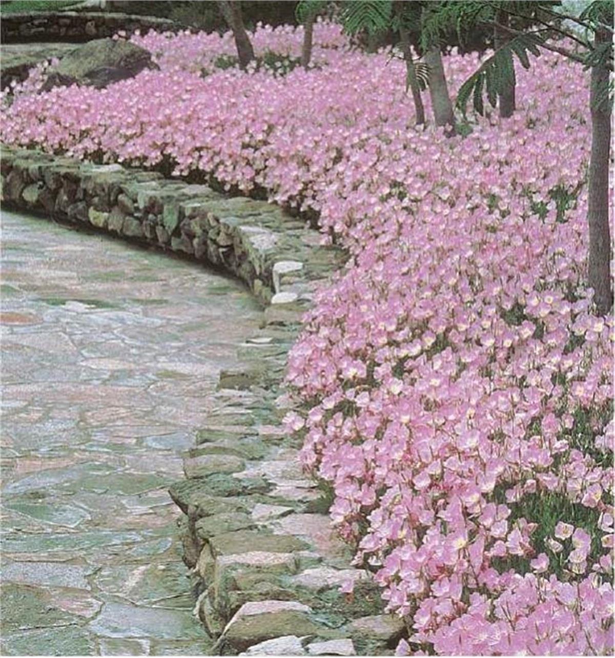 Oenothera berlandieri Siskiyou Pink Akşam Çuha Ezan çiçeği fidesi