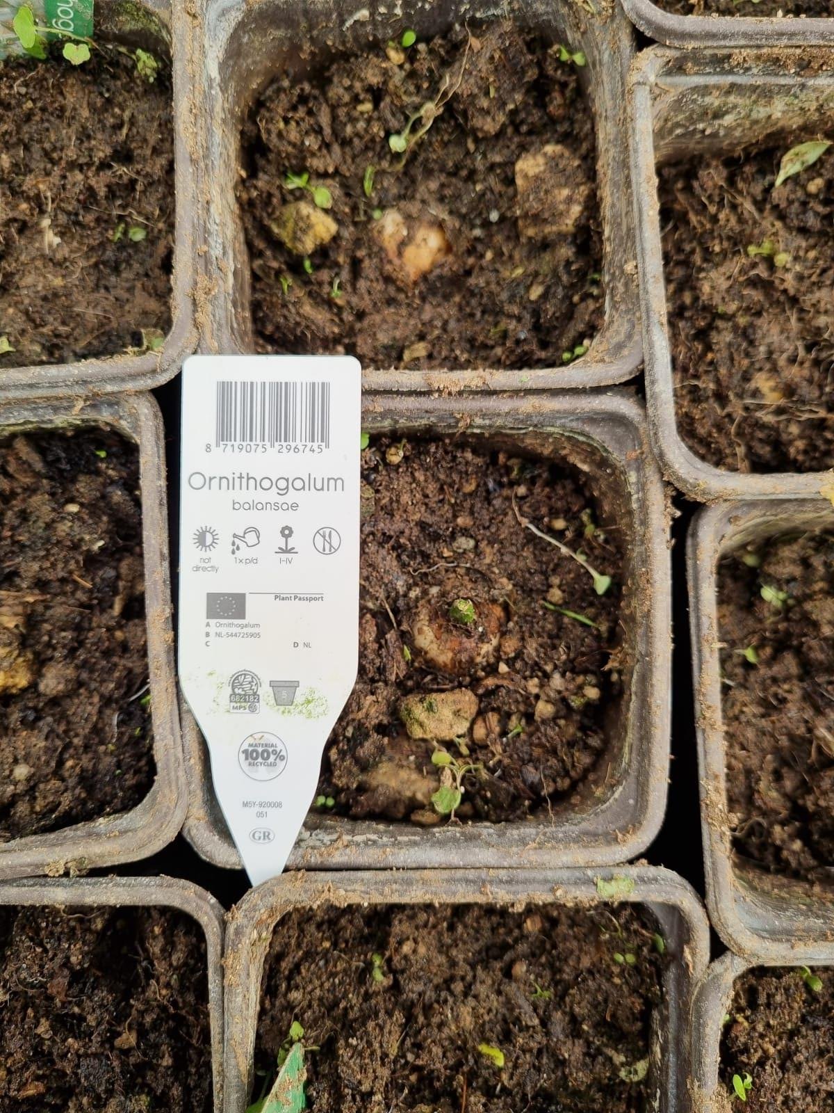 Ornithogalum balansae Akyıldız, Betüllahim Yıldızı Soğanı