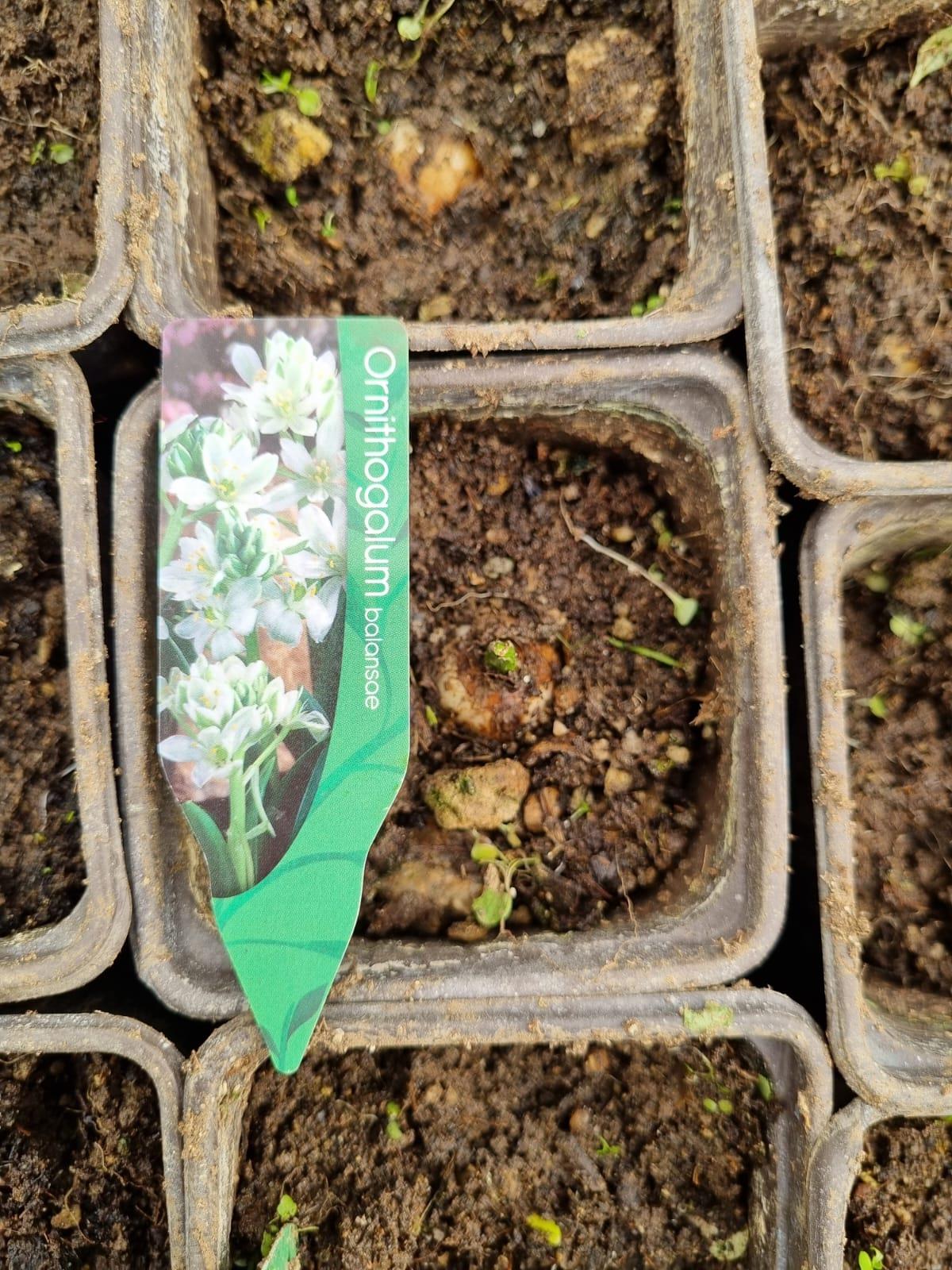Ornithogalum balansae Akyıldız, Betüllahim Yıldızı Soğanı