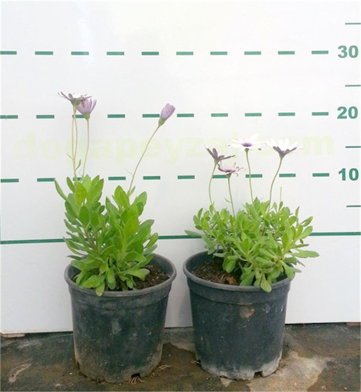 Osteospermum Bodrum Papatyası fidesi