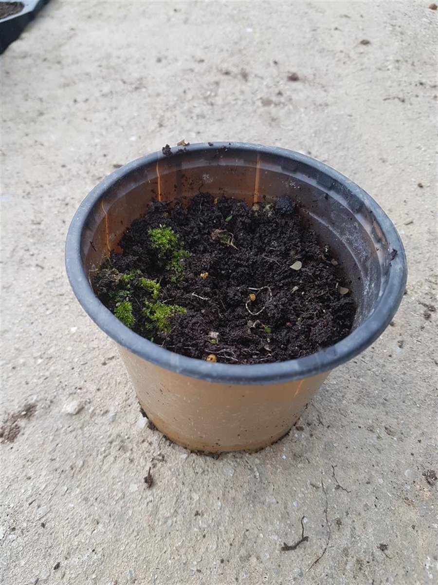 Oxalis tetraphylla Dört yapraklı Süs yoncası fidesi