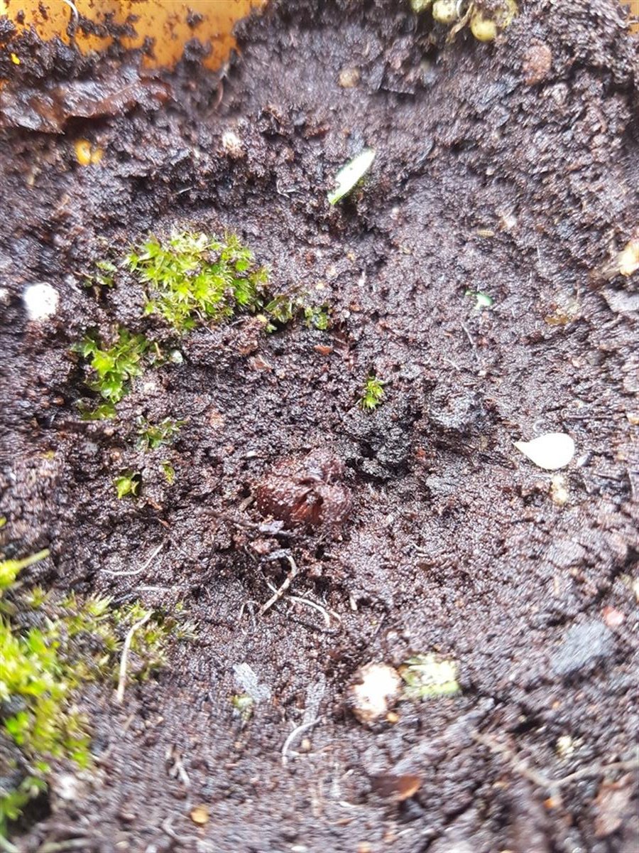 Oxalis tetraphylla Dört yapraklı Süs yoncası fidesi