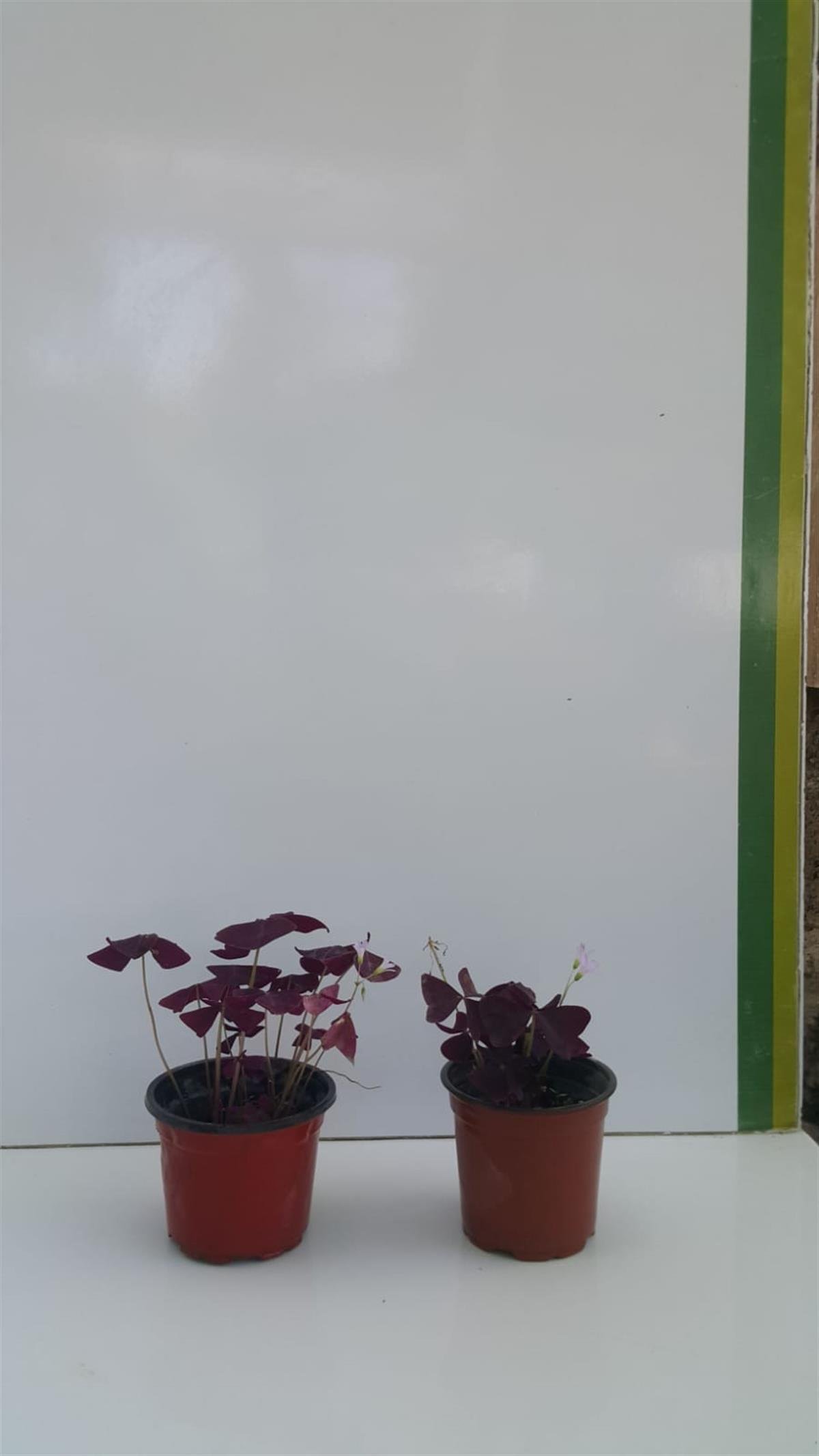 Oxalis triangularis Süs yoncası fidesi