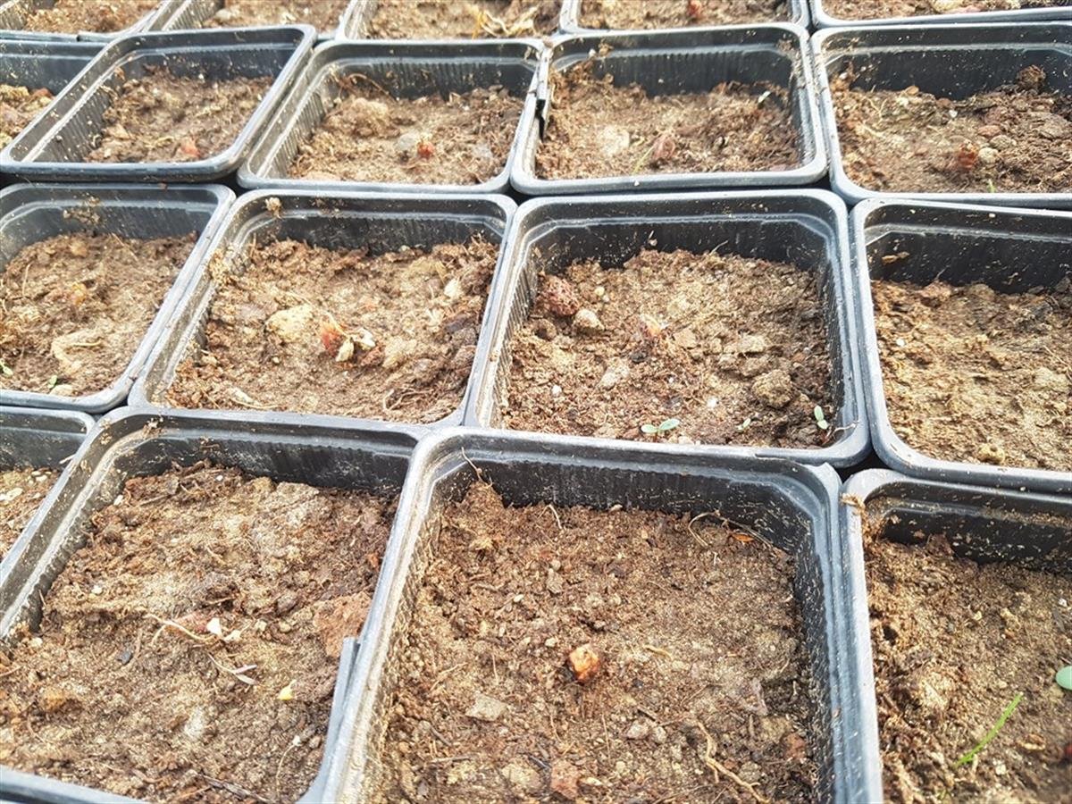 Oxalis triangularis Süs yoncası fidesi