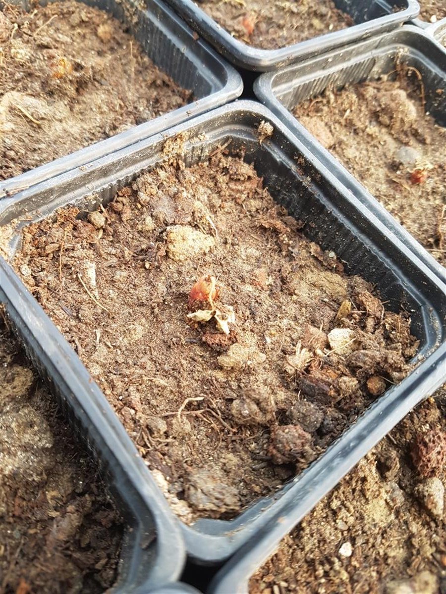 Oxalis triangularis Süs yoncası fidesi