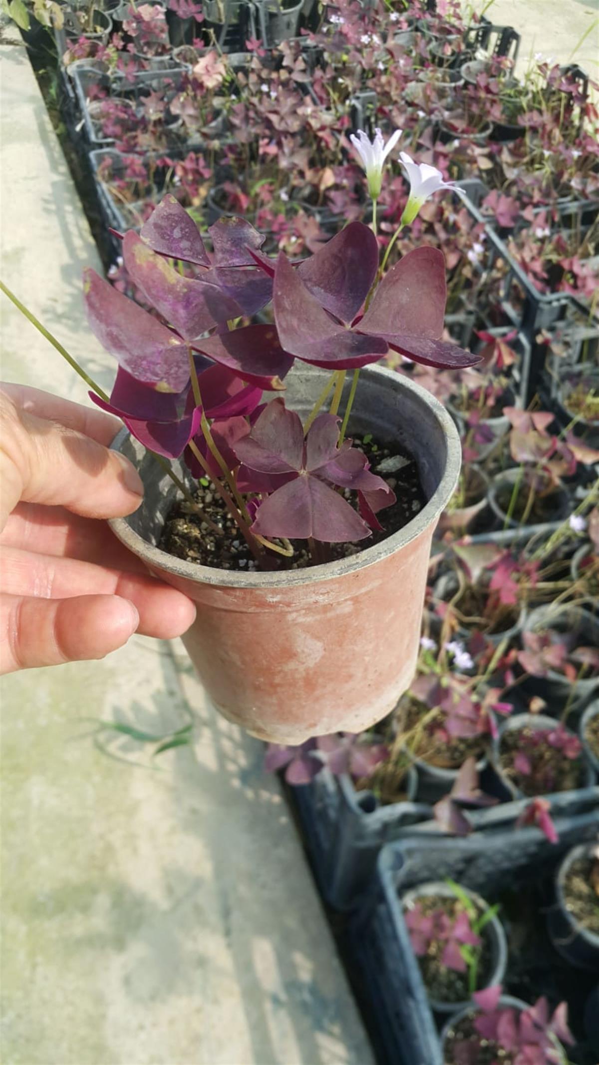 Oxalis triangularis Süs yoncası fidesi