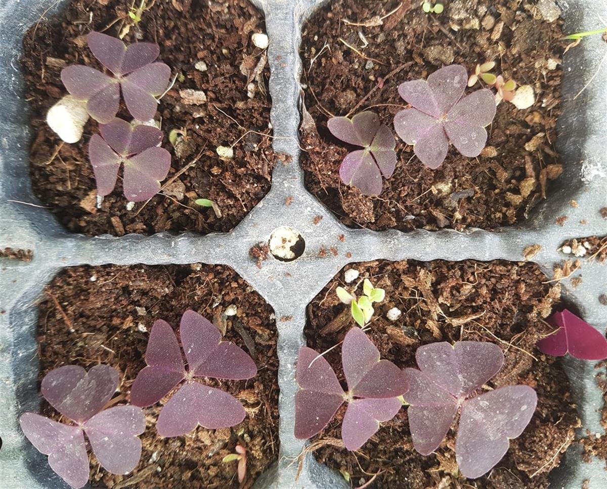 Oxalis triangularis Süs yoncası fidesi
