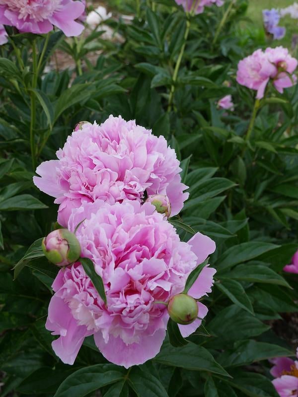 Paeonia lactiflora Yumru, Kokulu Şakayık Sorbet