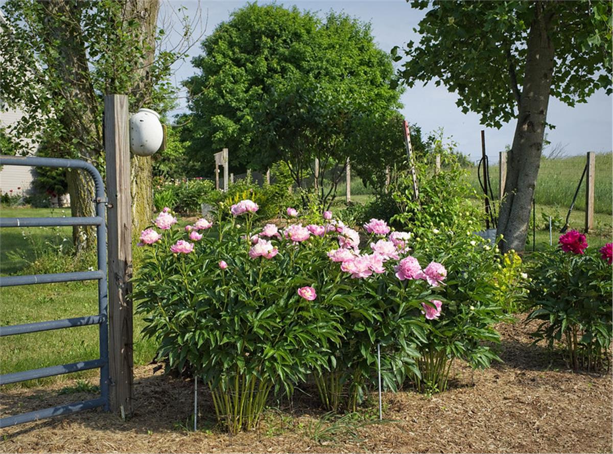 Paeonia lactiflora Yumru Şakayık Emile Debatene