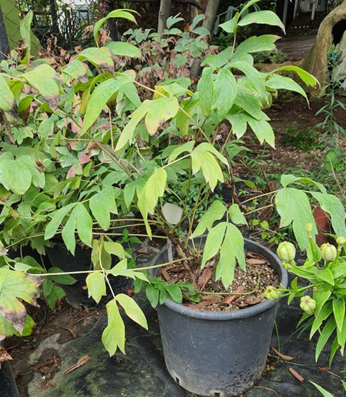 Paeonia suffruticosa Ağaç Şakayık