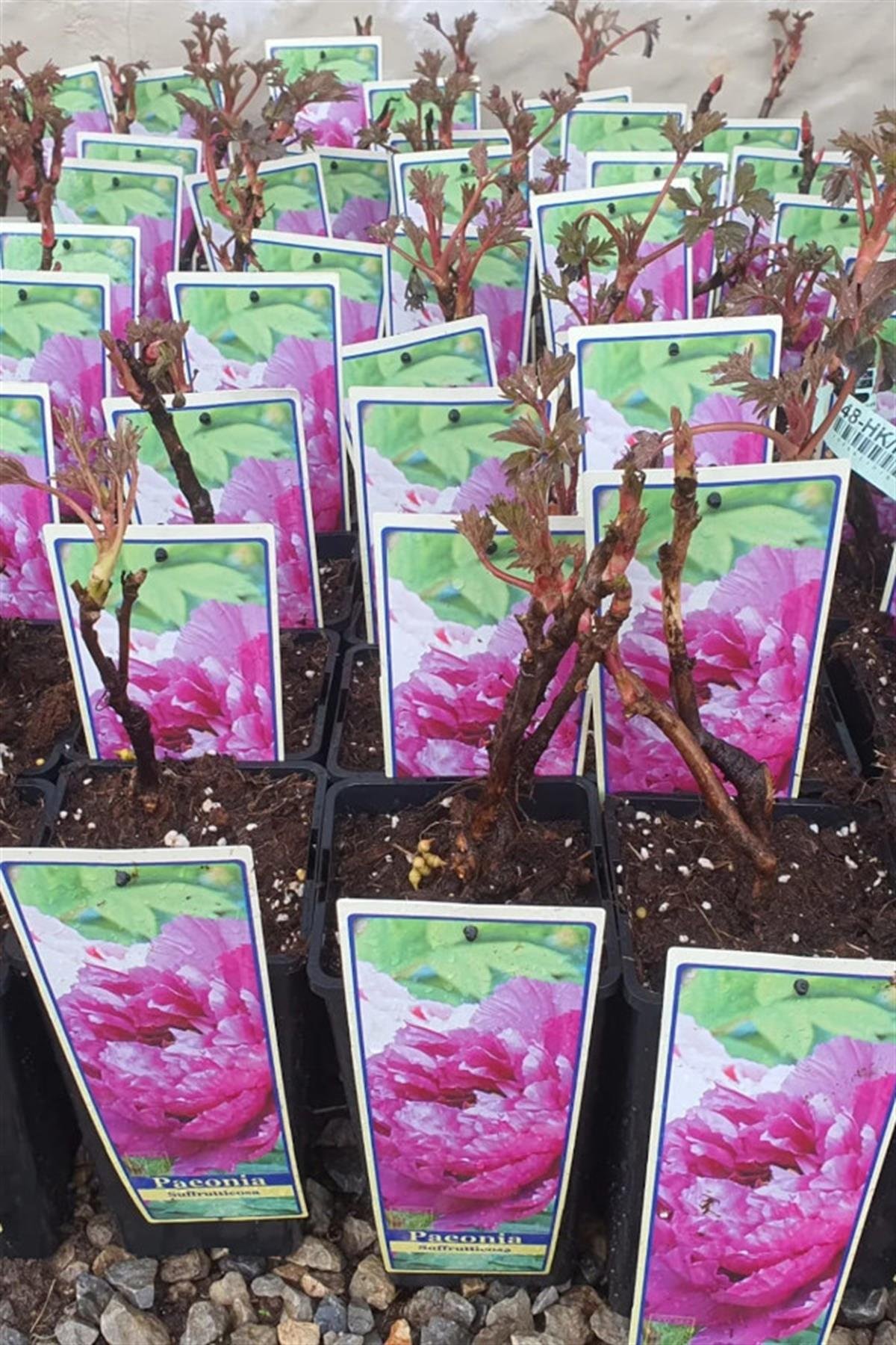 Paeonia suffruticosa Purple Ağaç Şakayık fidanı