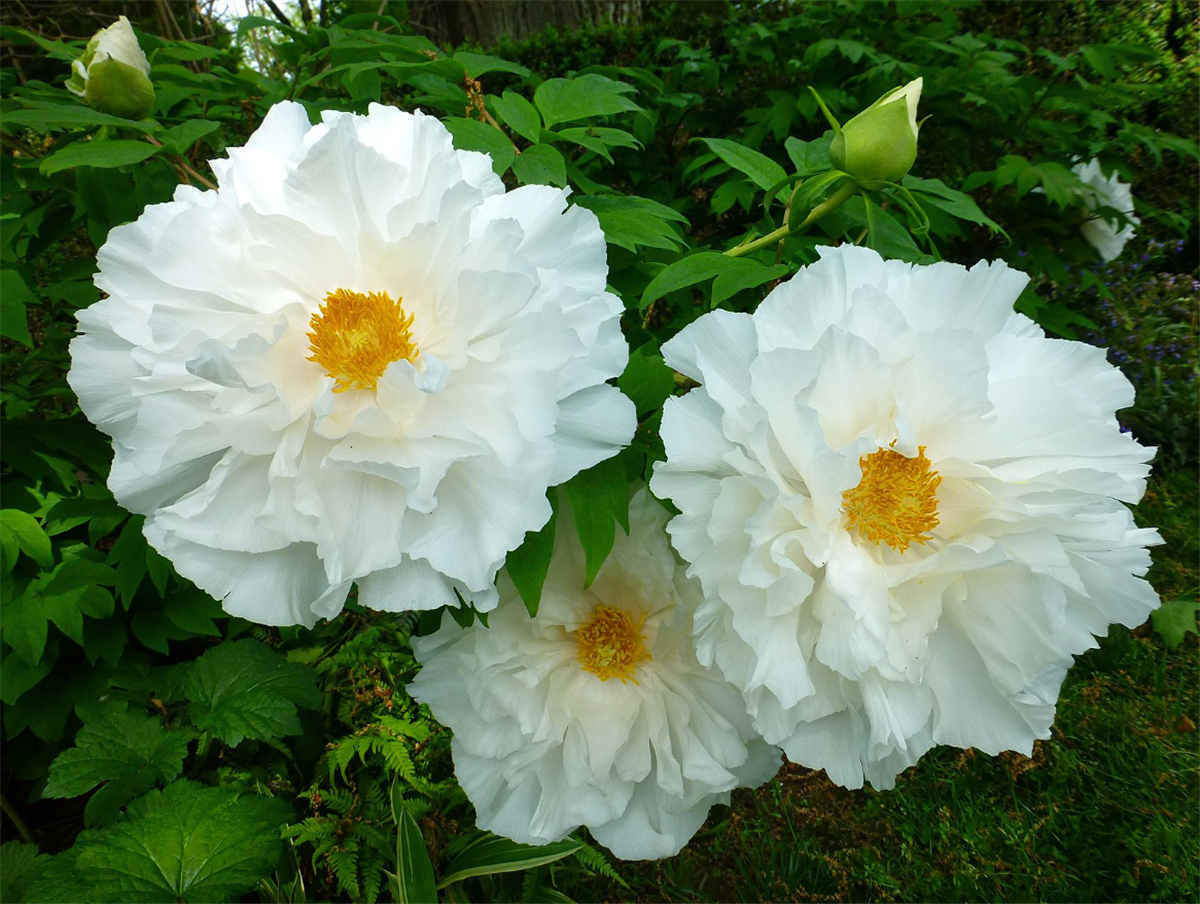 Paeonia suffruticosa White Beyaz Ağaç Şakayık fidanı