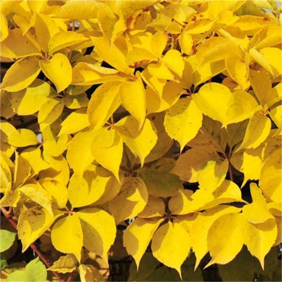 Parthenocissus quinq. Yellow wall amerikan sarmaşığı fidanı
