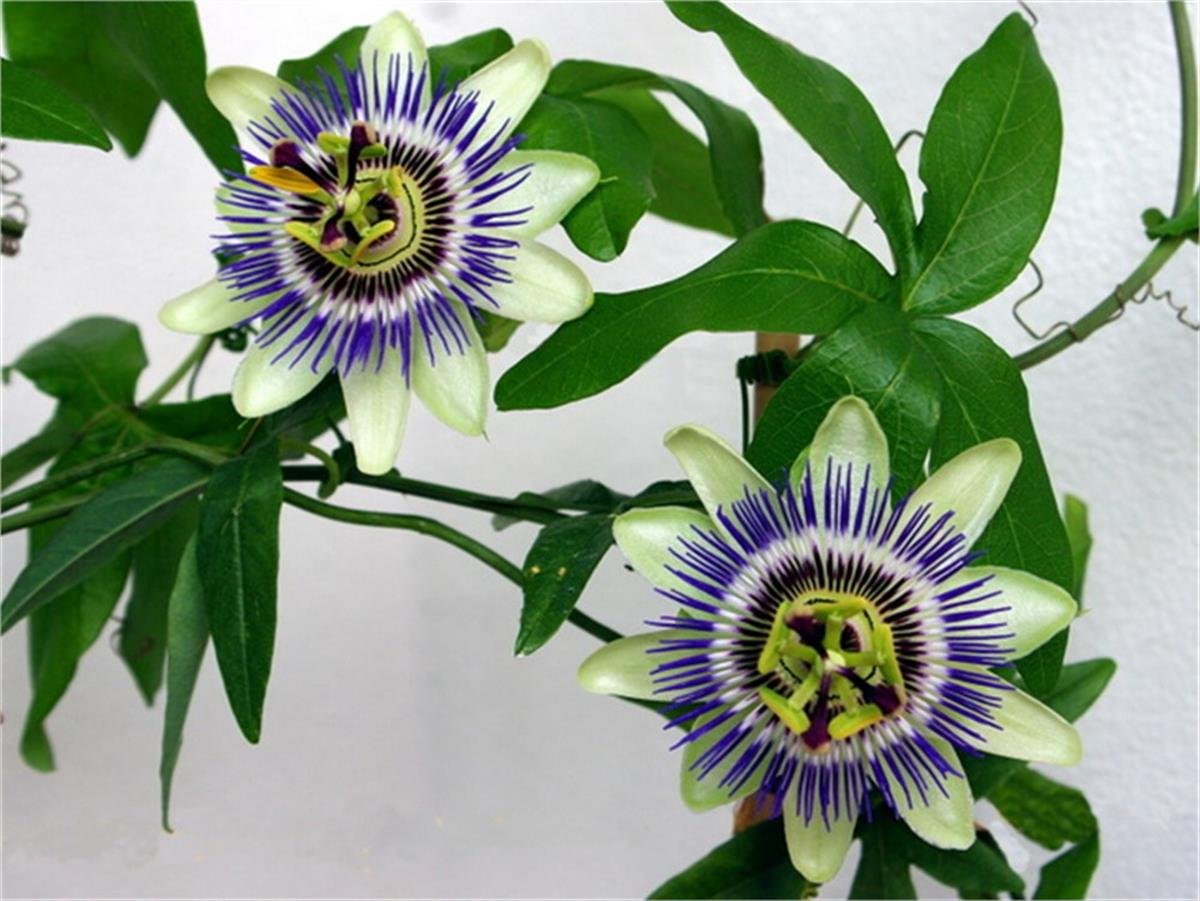 Passiflora caerulea Çarkıfelek Mor Saat Çiçeği fidesi
