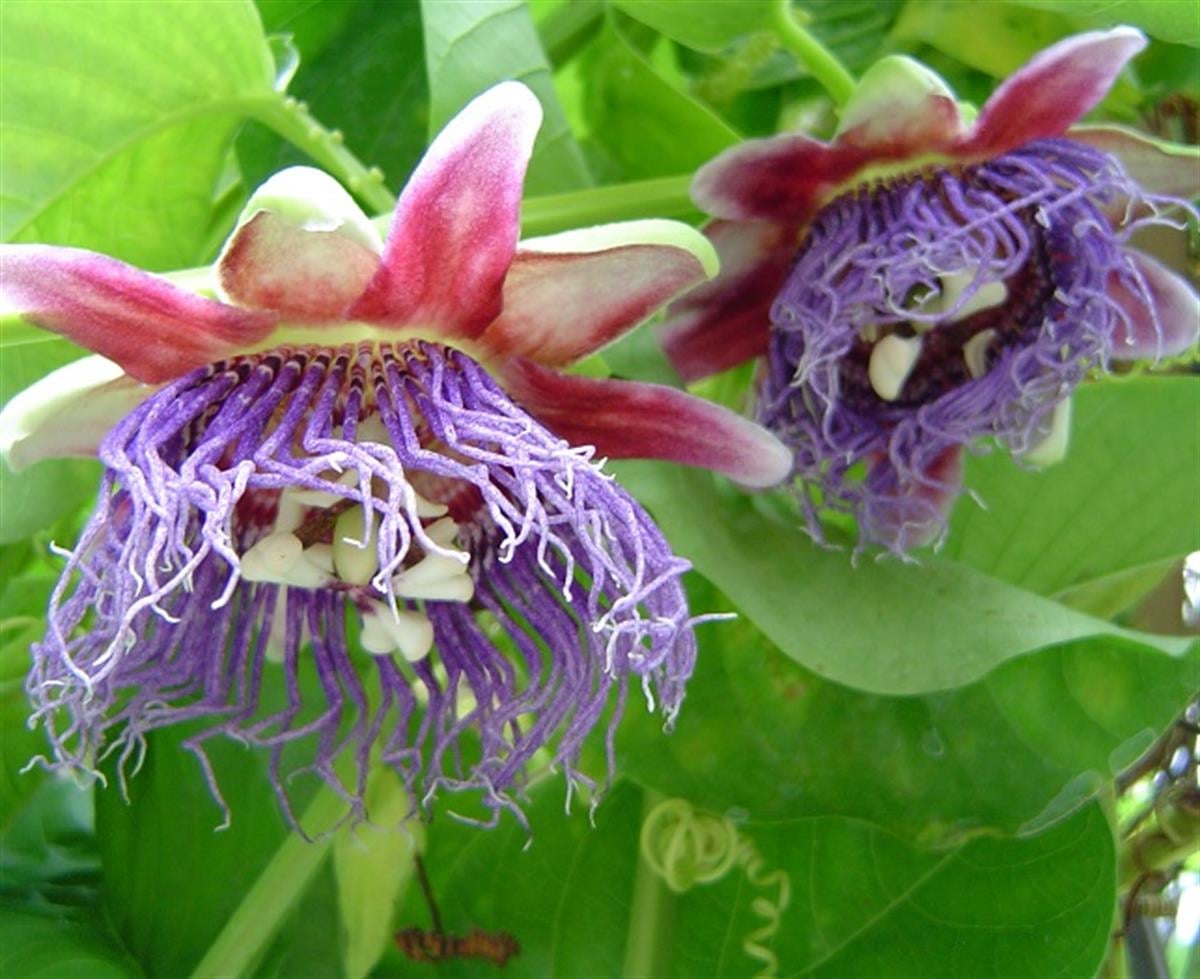 Passiflora quadrangularis Dörtgen Saat Çiçeği fidanı