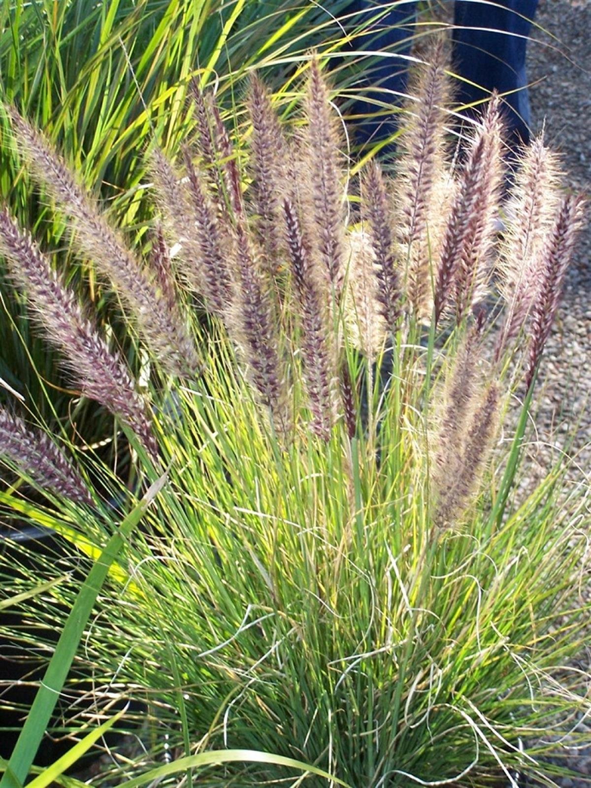 Pennisetum setaceum Pembe Afrika Şelale Çimi fidesi