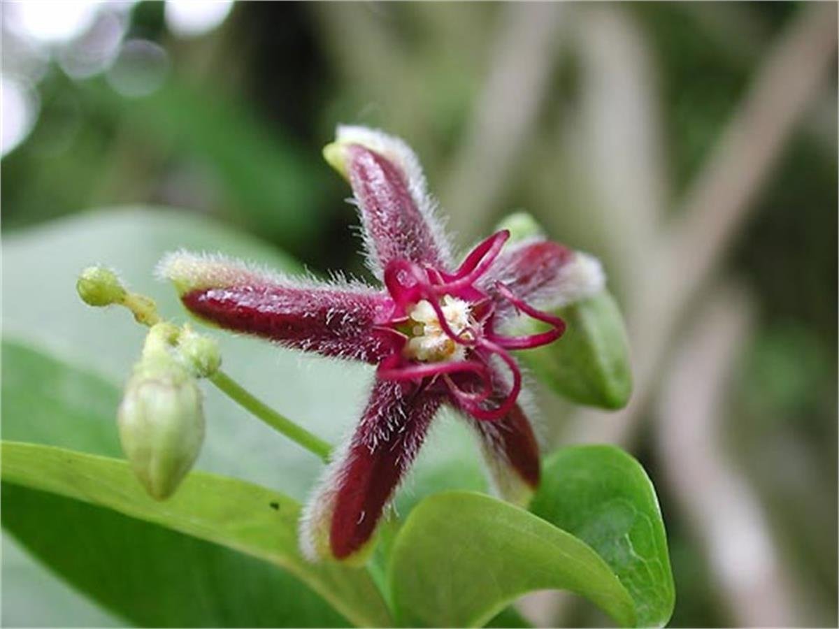 Periploca graeca Yunan ipekotu fidanı