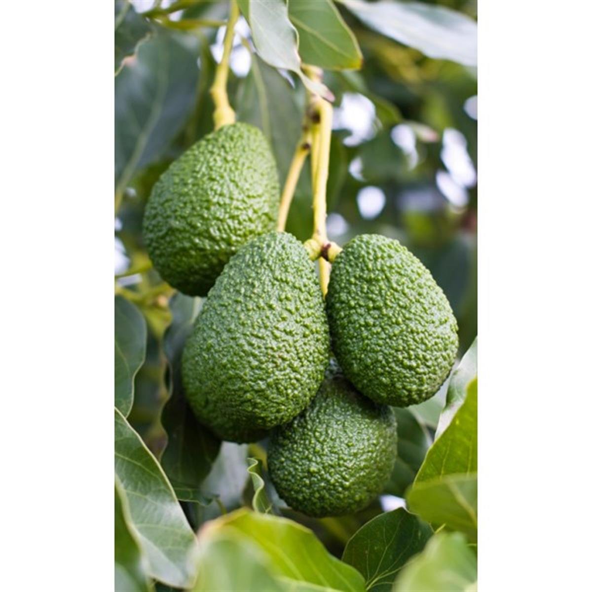 Persea americana Hass Avokado fidanı