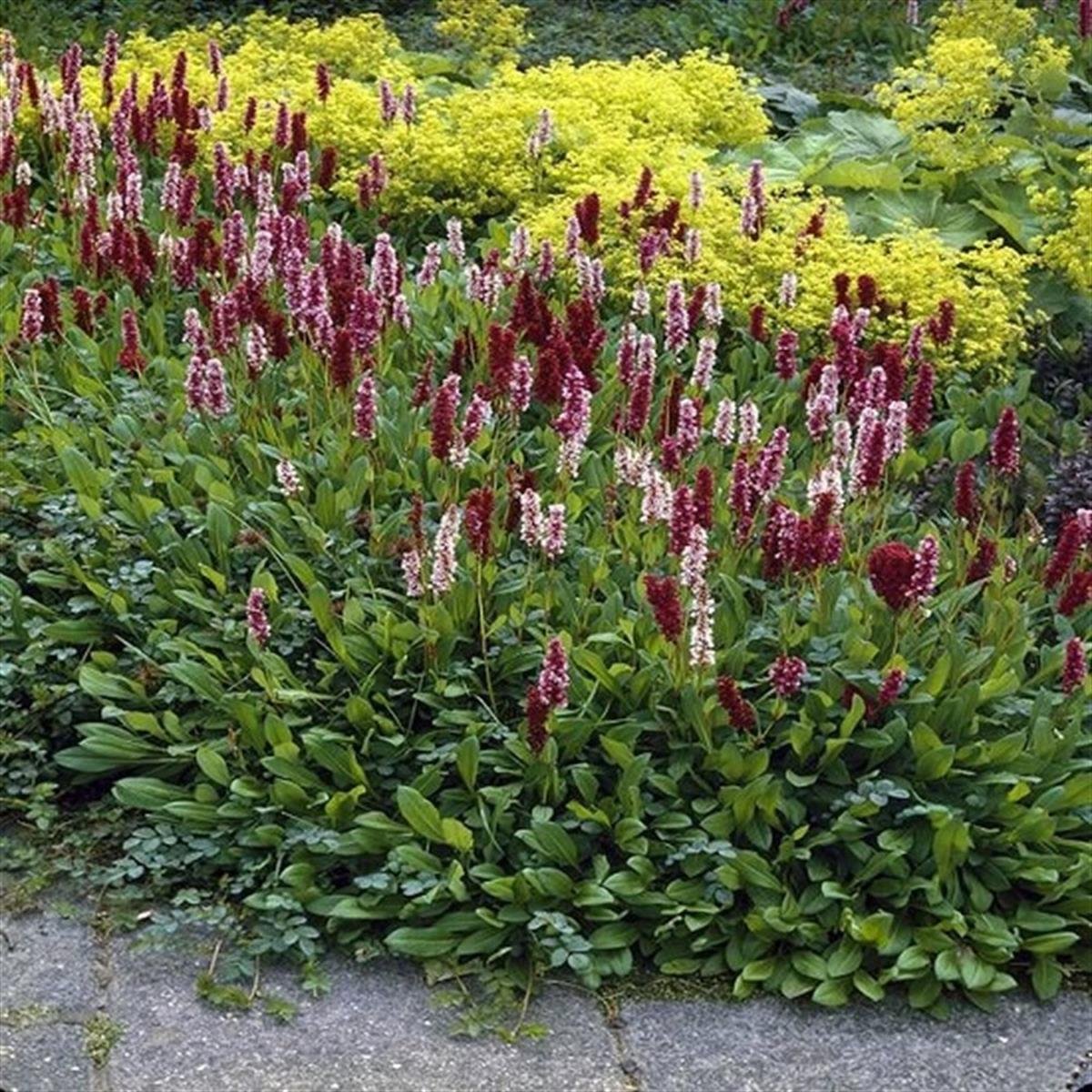 Persicaria affinis Darjeeling Red Çim Evelek Eveleği fidesi