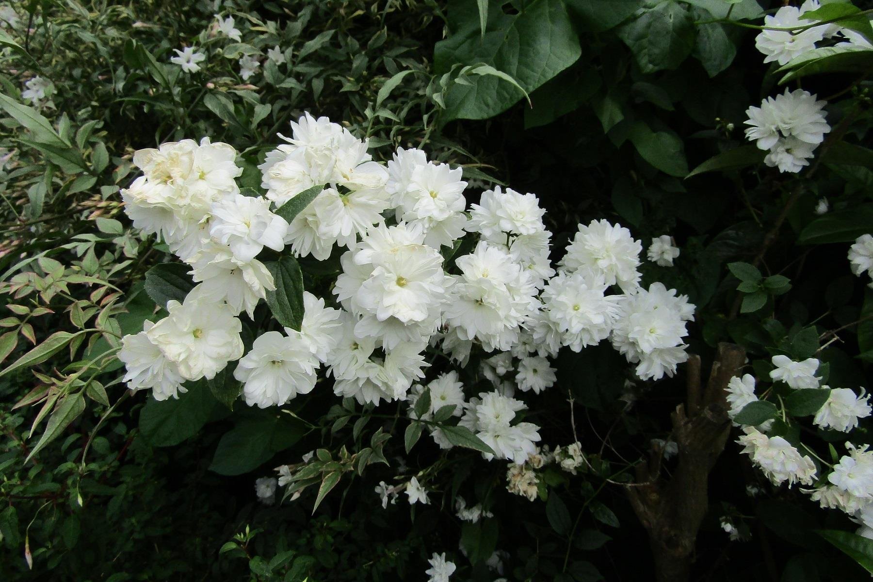 Philadelphus Frosty Morn filbahri fidanı