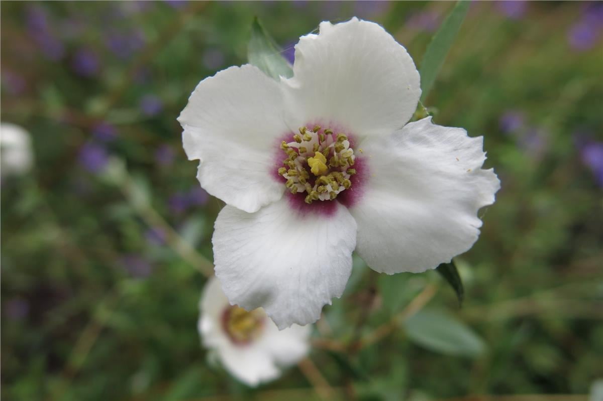 Philadelphus maculatus Mexican Jewel Filbahri fidanı
