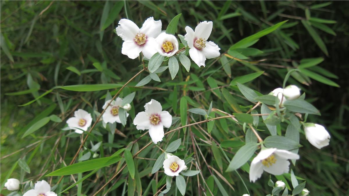 Philadelphus maculatus Mexican Jewel Filbahri fidanı