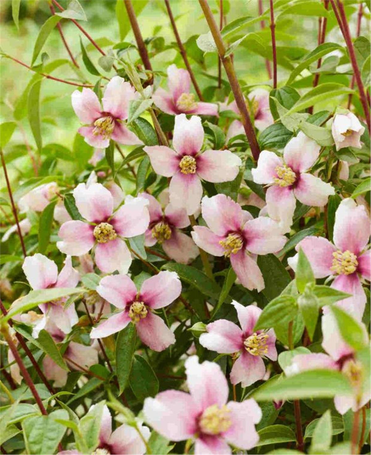 Philadelphus Petite Perfume Pink filbahri fidanı