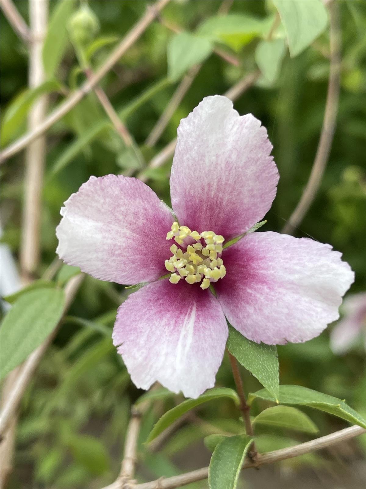 Philadelphus Petite Perfume Pink filbahri fidanı
