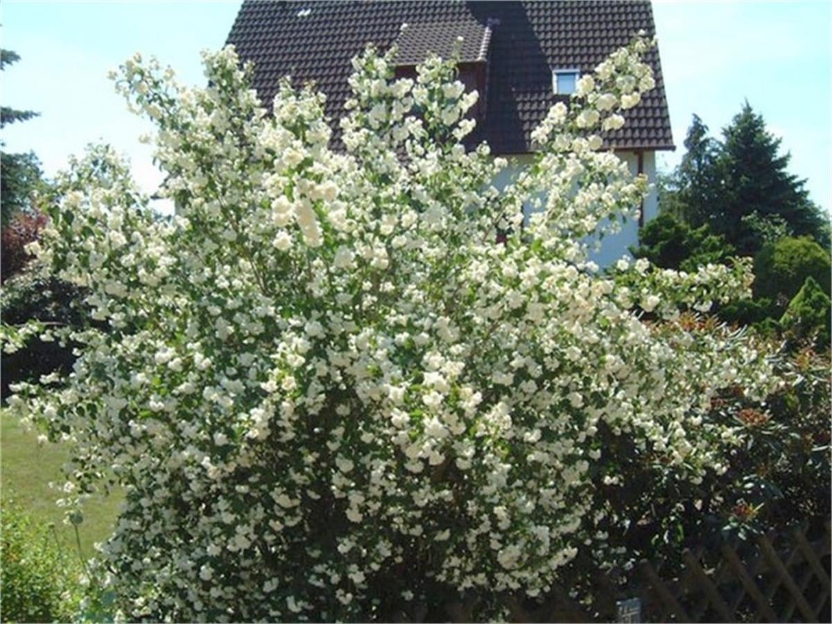 Philadelphus virginalis schneesturm kar fırtınası filbahri fidanı