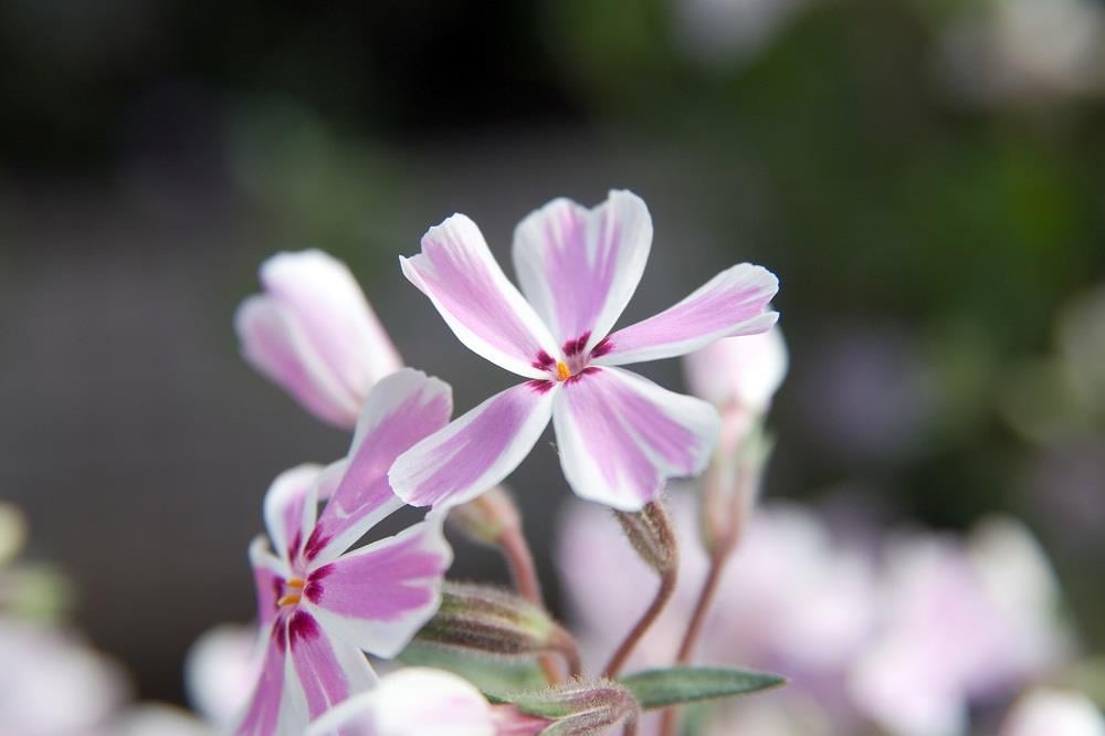 Phlox subulata Candy Stripes Yayılıcı Floks