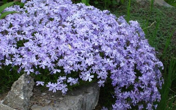 Phlox subulata Emerald Cushion Blue Mavi Çiçekli Yayılıcı Floks