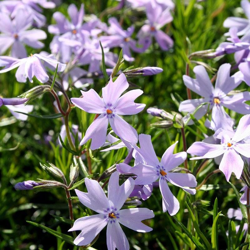 Phlox subulata Emerald Cushion Blue Mavi Çiçekli Yayılıcı Floks