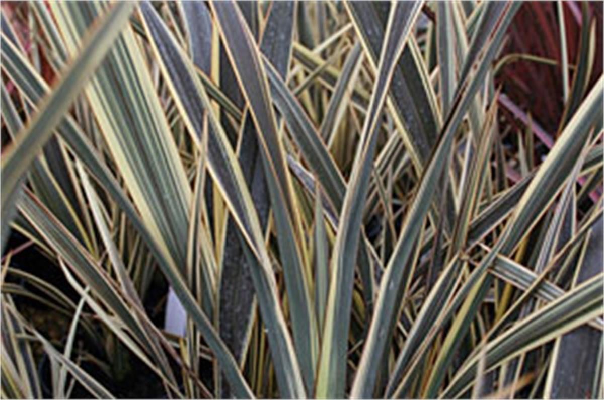 Phormium alison Blackman Yeni Zelanda Keteni fidesi