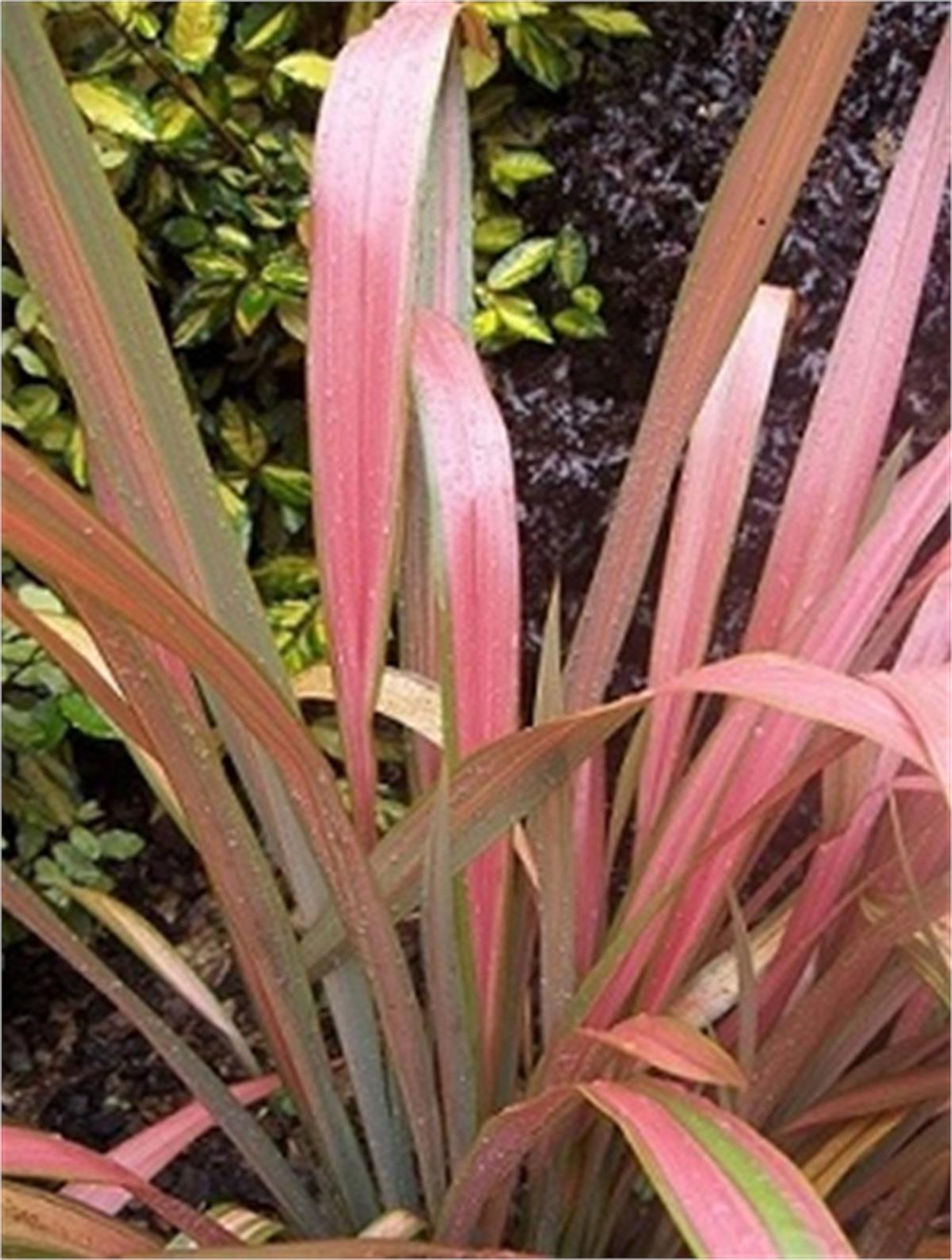 Phormium tenax Jester Yeni Zelanda Keteni fidesi