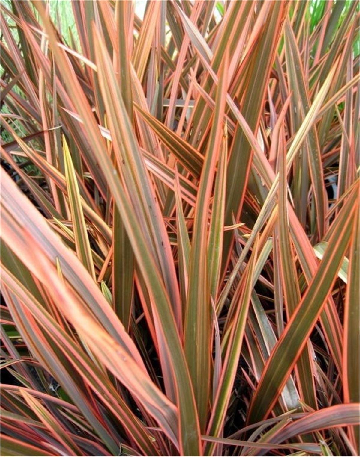 Phormium tenax Sundowner Yeni Zelanda Keteni fidesi