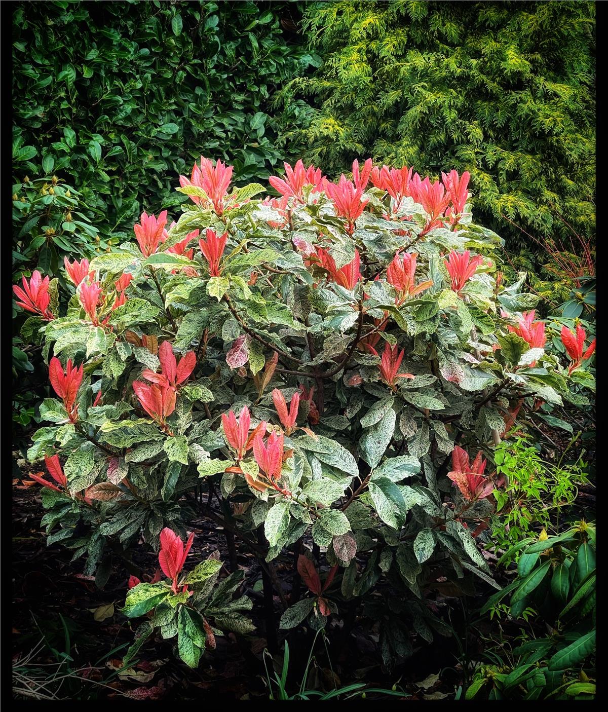 Photinia serratifolia Pink Crispy Alev Çalısı fidanı