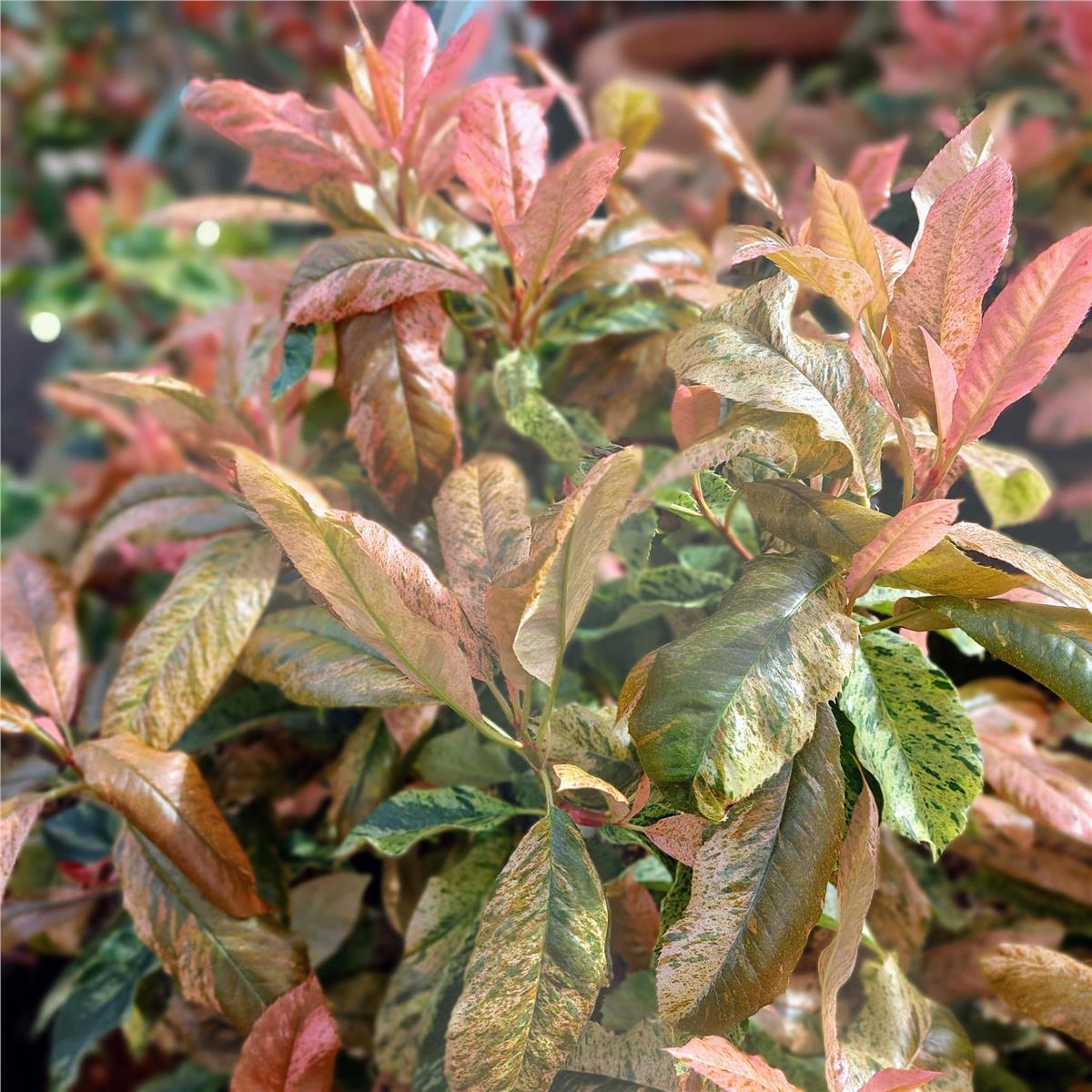 Photinia serratifolia Pink Crispy Alev Çalısı fidanı