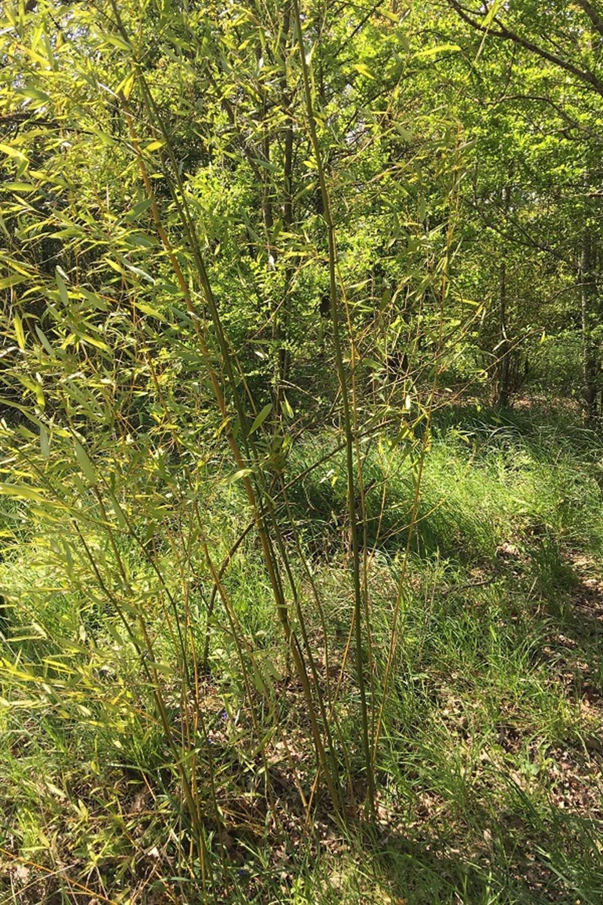 Phyllostachys humilis Bambu fidanı