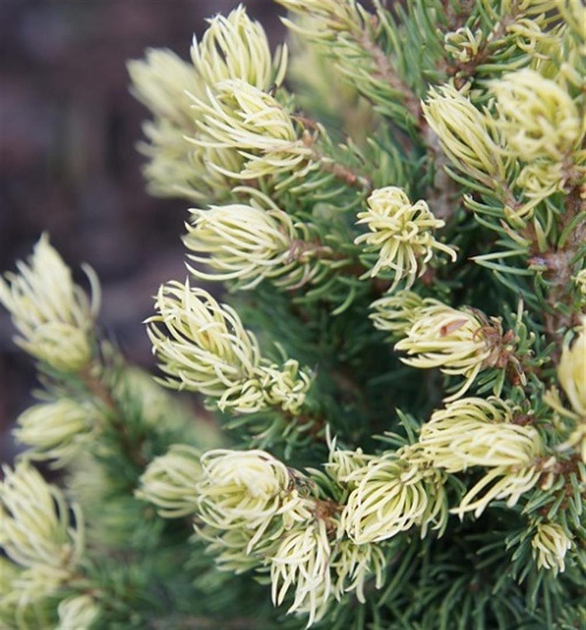 Picea glauca Rainbows End Konik Ladin fidanı