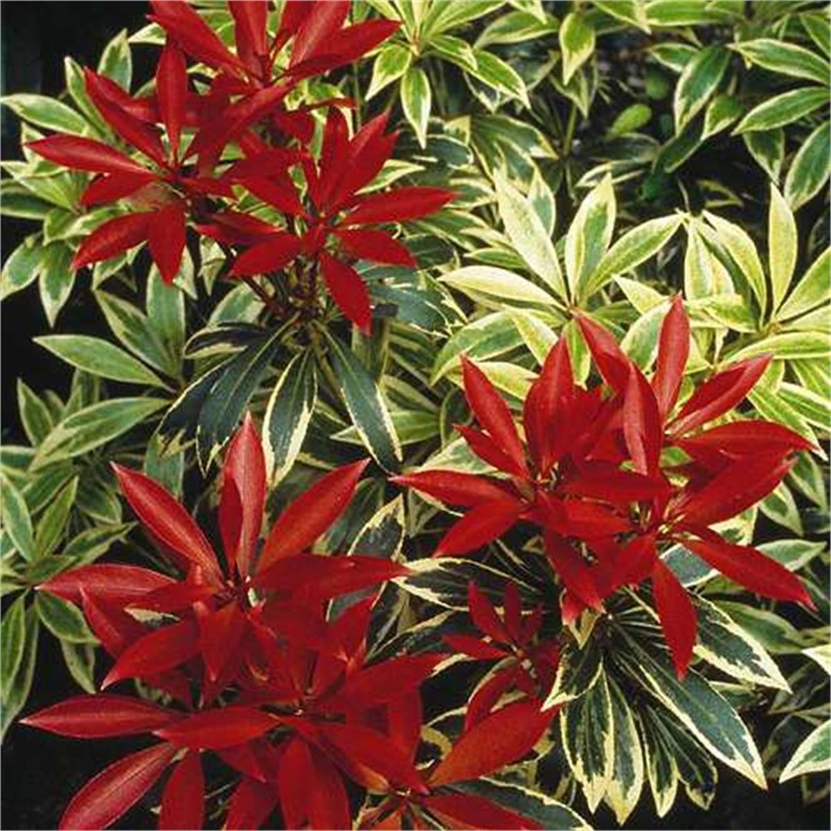 Pieris Flaming Silver