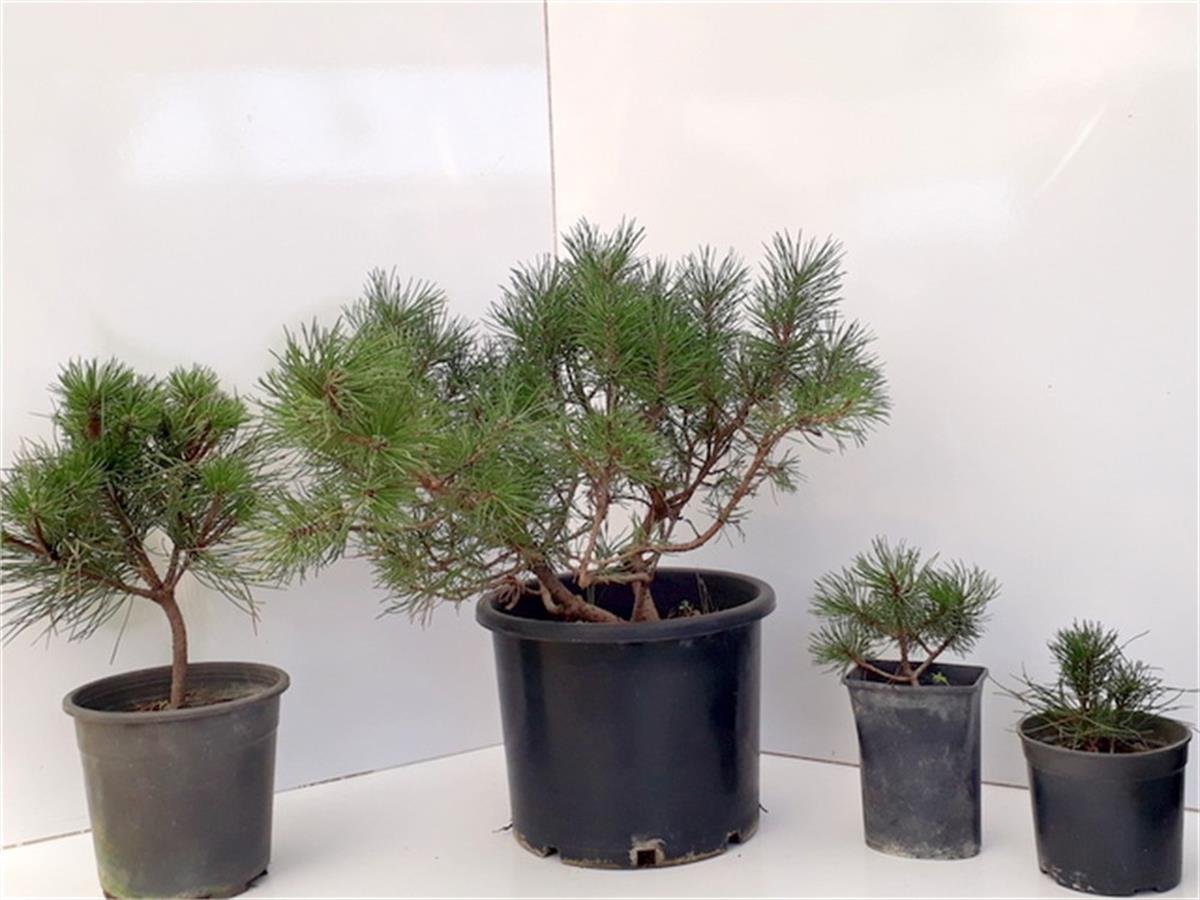 Pinus mugo Mughus Bodur Dağ Çamı Bodur Karaçam fidanı