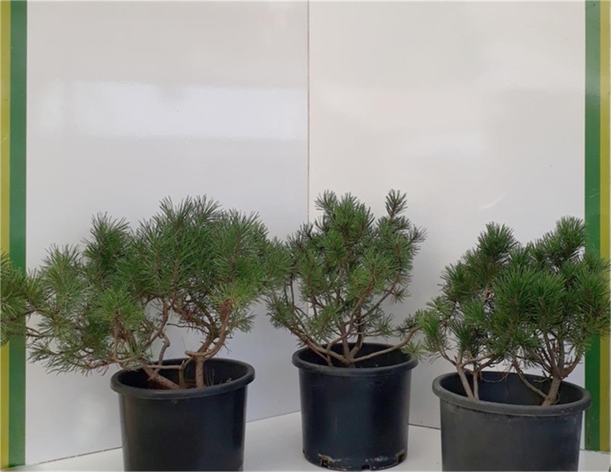 Pinus mugo Mughus Bodur Dağ Çamı Bodur Karaçam fidanı