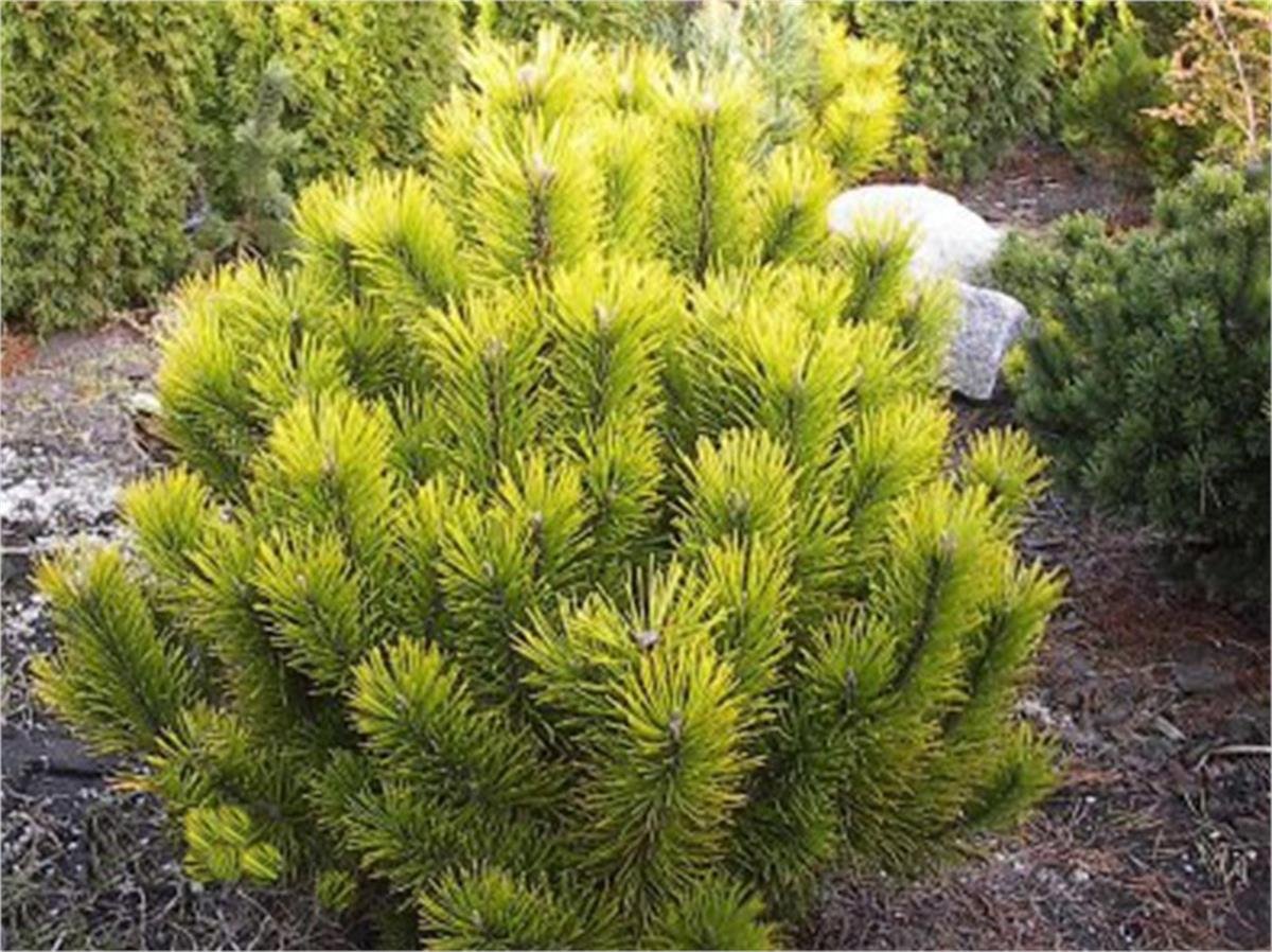 Pinus mugo Winter Gold Altuni Bodur Dağ Çamı fidanı