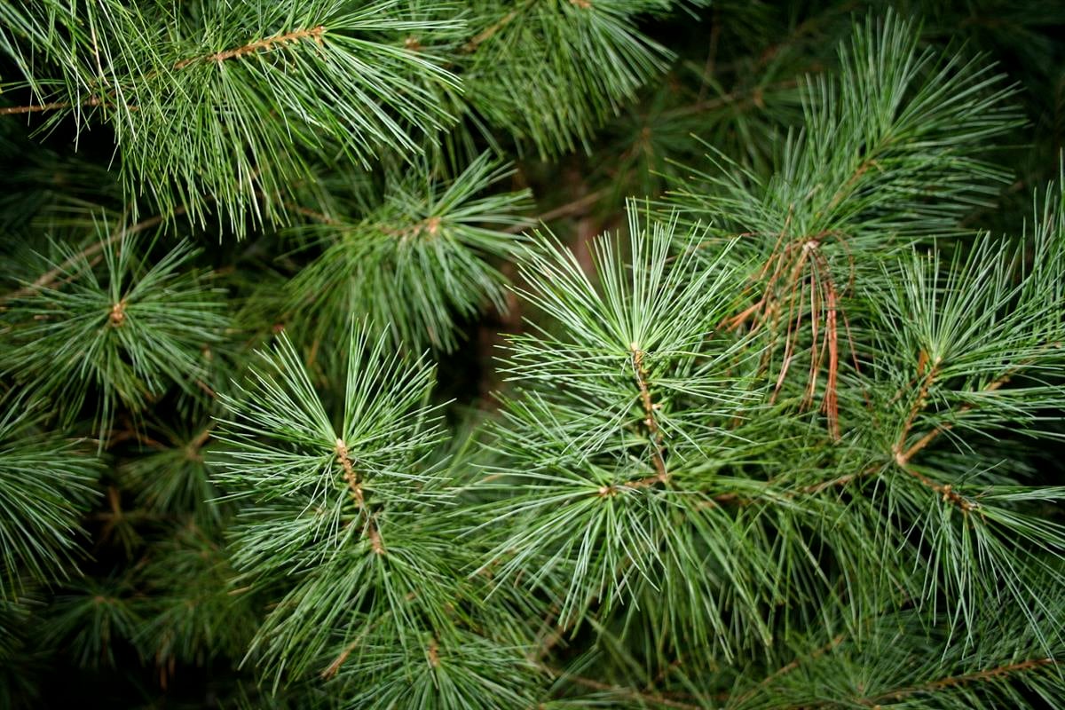 Pinus strobus - 20-40 cm