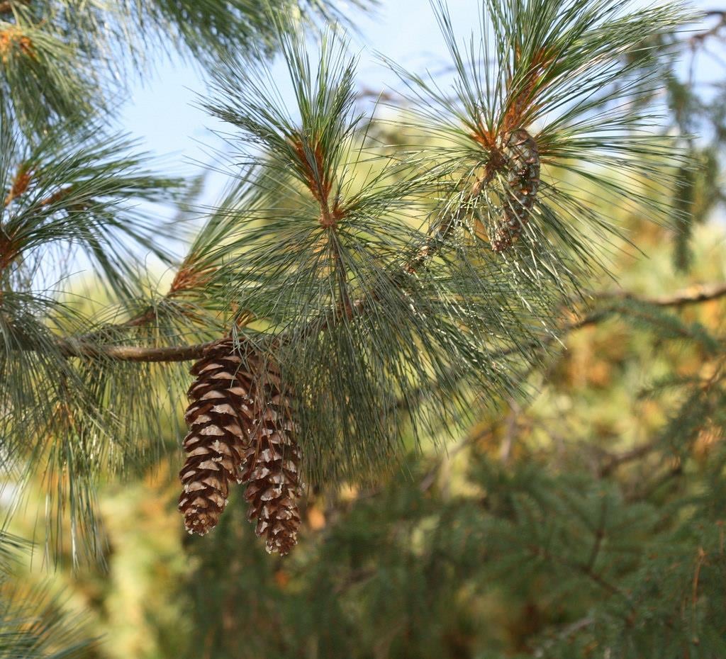 Pinus wallichiana Ağlayan Çam fidanı
