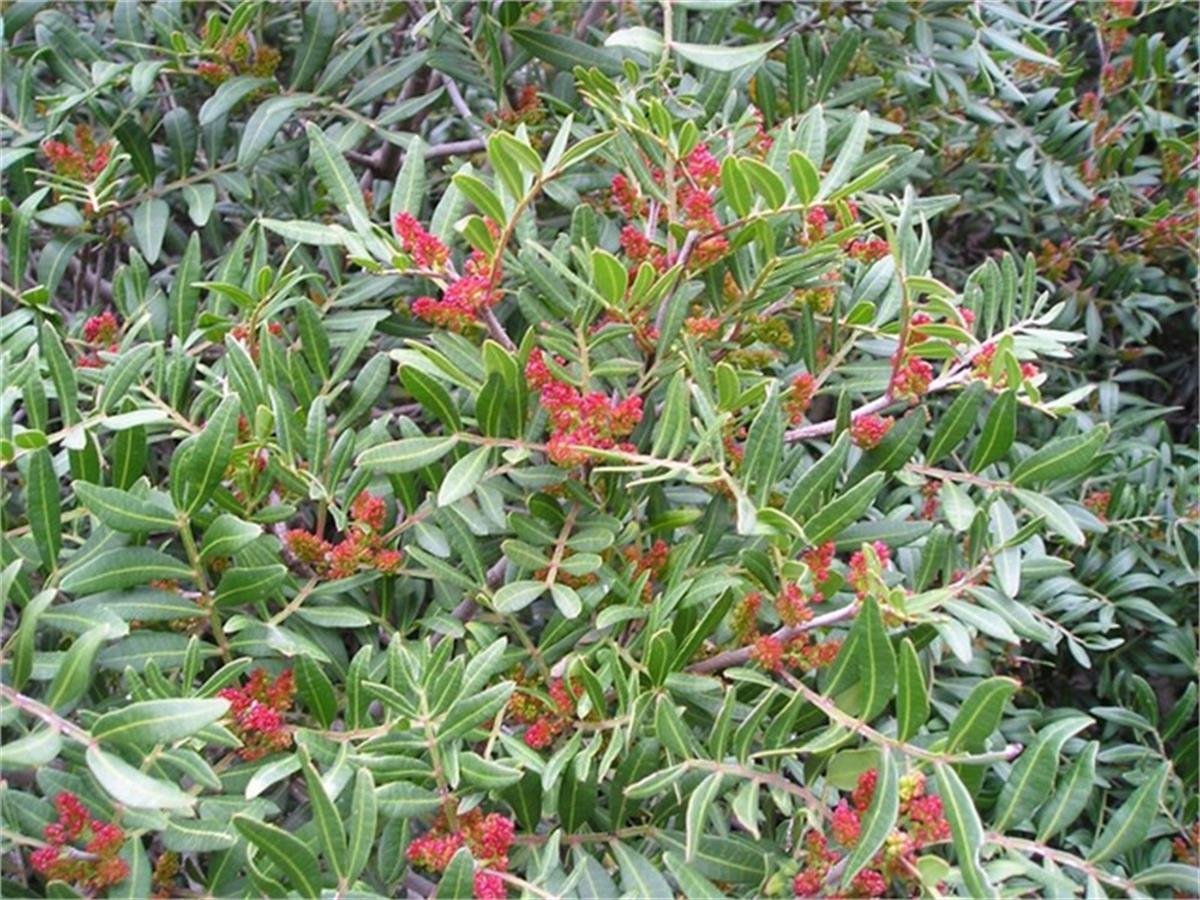 Pistacia lentiscus Damla Sakız ağacı fidan